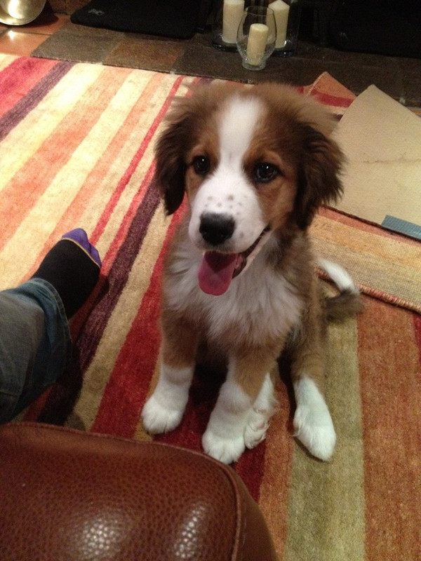 cute-dog-pictures-003.jpg