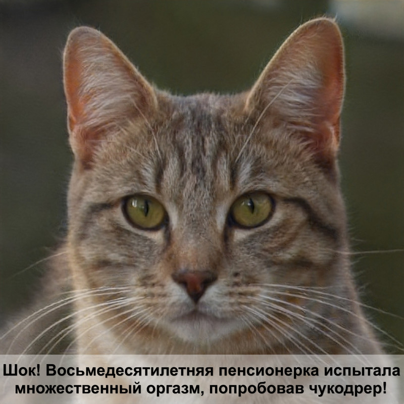 витамины для кошек шерсть