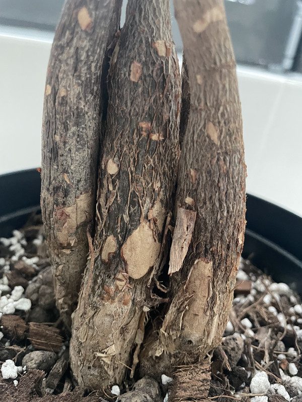 0A24FD0D-8506-4805-98C3-BE2EF5ED74F8