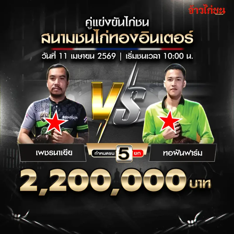 เพชรนาเยีย พบ ทอฝันฟาร์ม สนามชนไก่ทองอินเตอร์ 11 เมษายน 2569