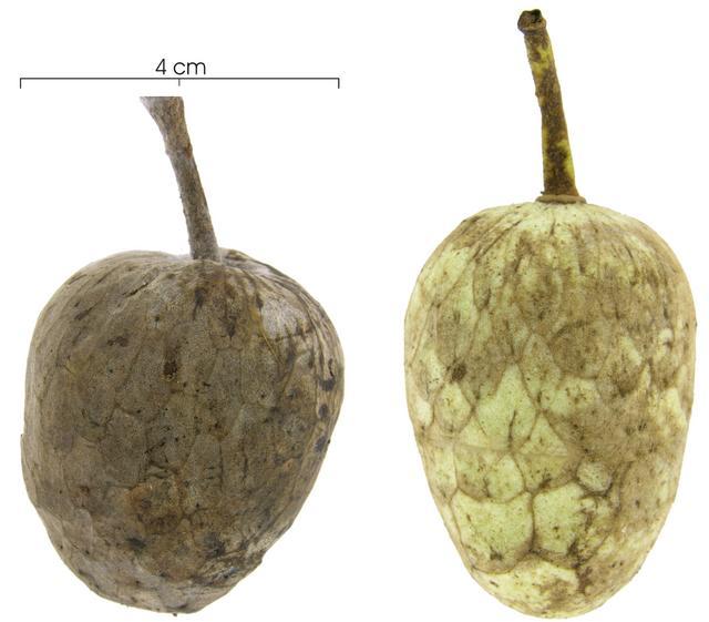 Annona hayesii fruit