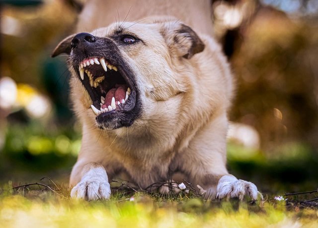 hond-blaft-en-bijt.jpg