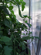 [Image: Even-the-mex-cuke-has-grown-into-the-tomatoes-2.jpg]