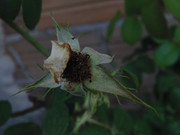 3.1.Old man yellard I