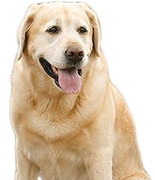 [Image: dog.png]