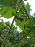Planeta Unaí - JUÁ (Solanum aculeatissimum) Fruto (*não comestível