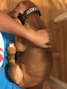 Rocco the Rhodesian Ridgeback 11