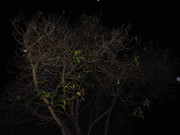 61.4.ghosts of autumn IV