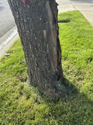 IMG-0734-Copy