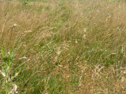 ADP System - Zelezniza 2009 (34)