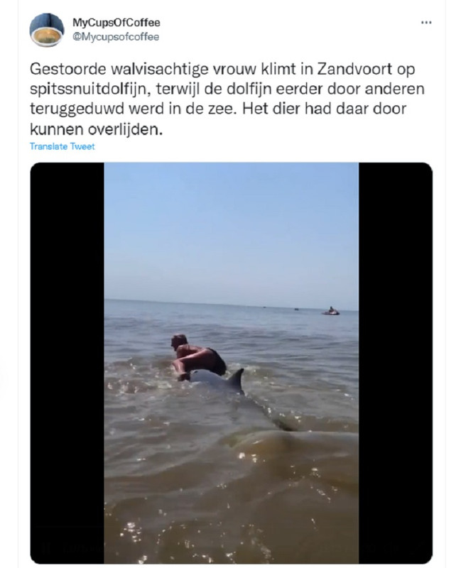 Sebuah video viral menunjukkan seorang turis wanita mencoba menunggangi lumba-lumba yang terdampar di sebuah pantai.