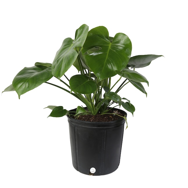 Save Big at Lowe’s: Up to 55% Off Houseplants Starting at .58 (Regularly .68) Save Big at Lowe’s: Up to 55% Off Houseplants Starting at .58 (Regularly .68)