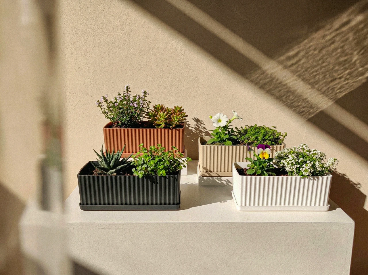 Flora