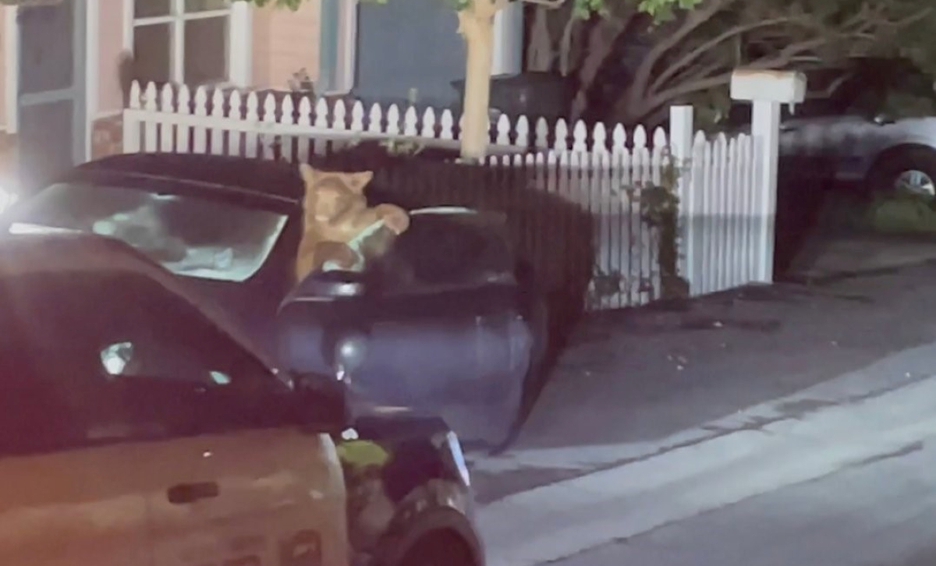 Osos destruyen el auto de una mujer en California