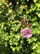 45C8010E-99C9-47B6-BD0D-8FD05D00D622