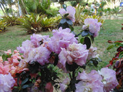 27.8.flower fair VIII