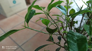 IMG-20200918-090230