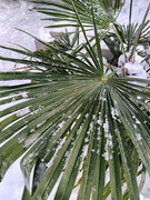 Trachycarpus fortunei, část 2 - Stránka 24 Naini-tal