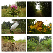 wposzukiwaniunadchodzacejjesieni