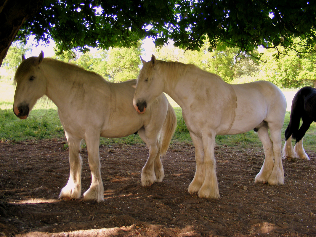 shire-horses.jpg