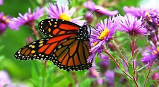 thanh - Thơ hoạ Nguyễn Thành Sáng & Tam Muội (1733) Insect-Monarch-butterfly-on-purple-flowers-Hd-Wallpaper-3840x240