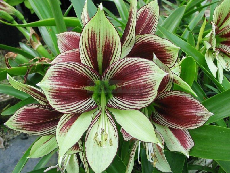 1272872399_cib--amaryllis-papilio