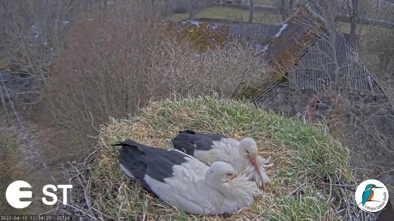 Baltie stārķi (Ciconia ciconia) Tukuma novadā - LDF tiešraide __ White storks in Tukums, Latvia 15-3