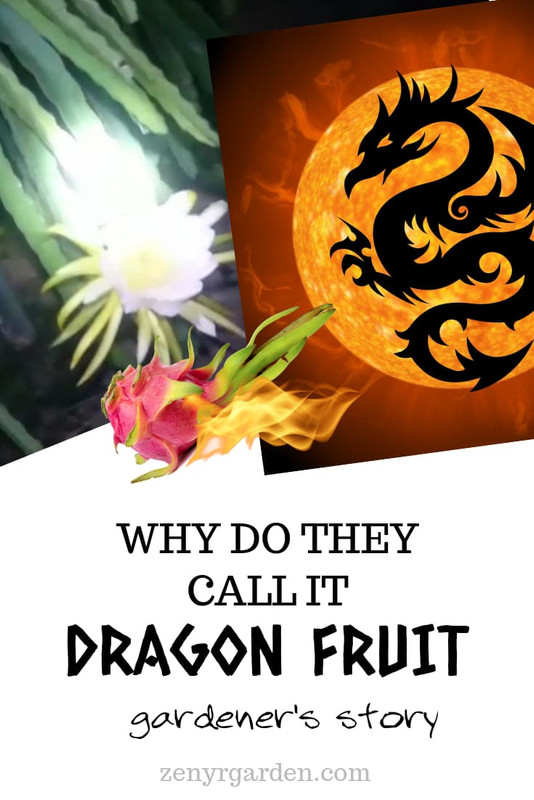 why-do-they-call-it-dragon-fruit-pin.jpg