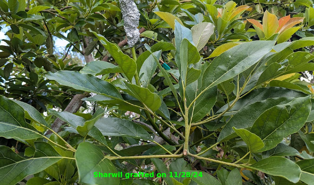 Sharwil_20250509_3