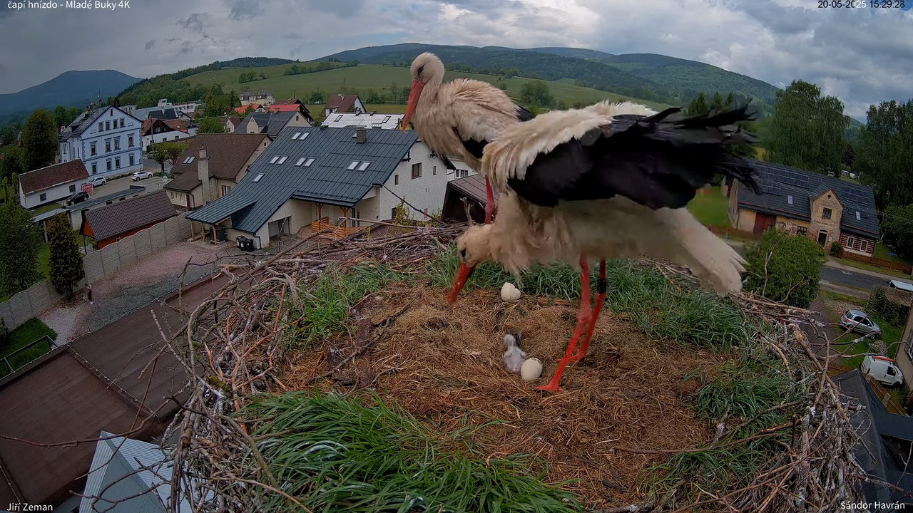 Tiešraides kamera — Mladé Buky — stārķa ligzda 4K 12-44-48 screenshot