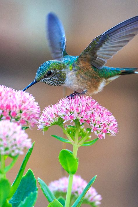 BLUE-HUMMINGBIRD