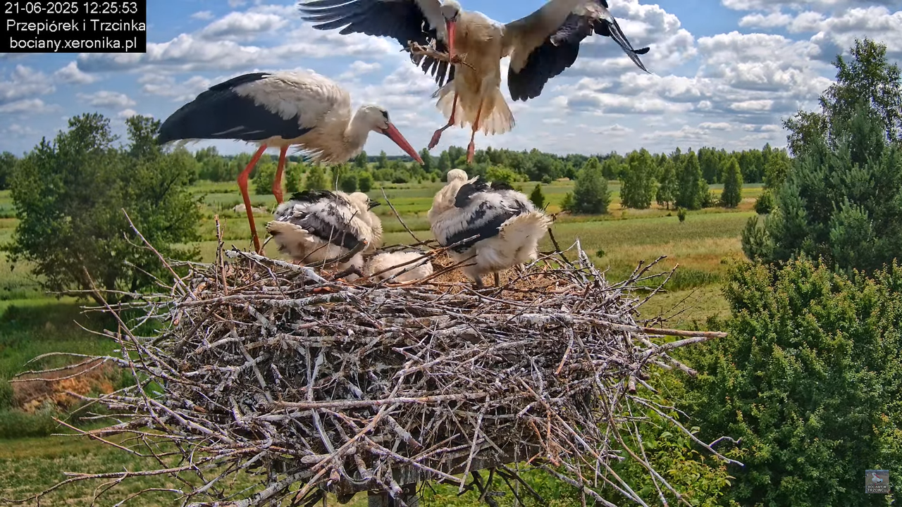 21062025bociany18