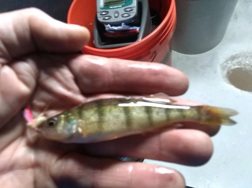micro perch