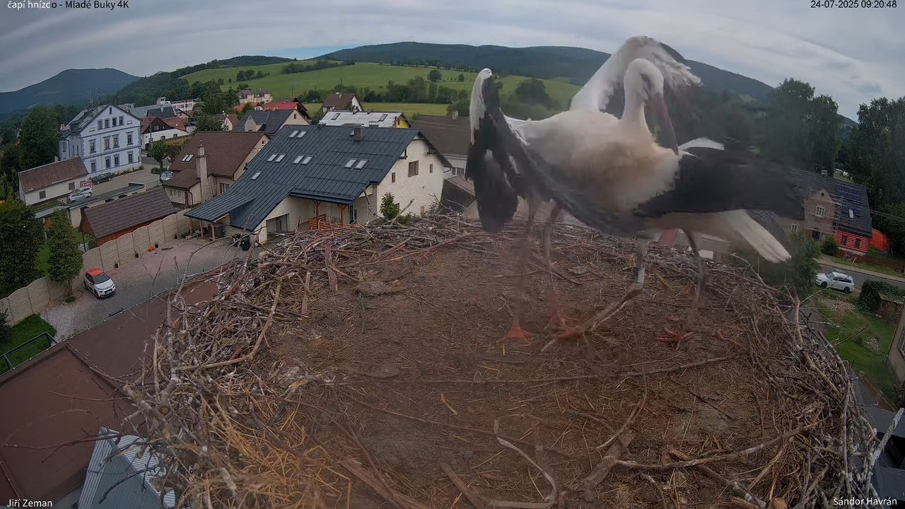 Tiešraides kamera — Mladé Buky — stārķa ligzda 4K 11-25-19 screenshot (1)