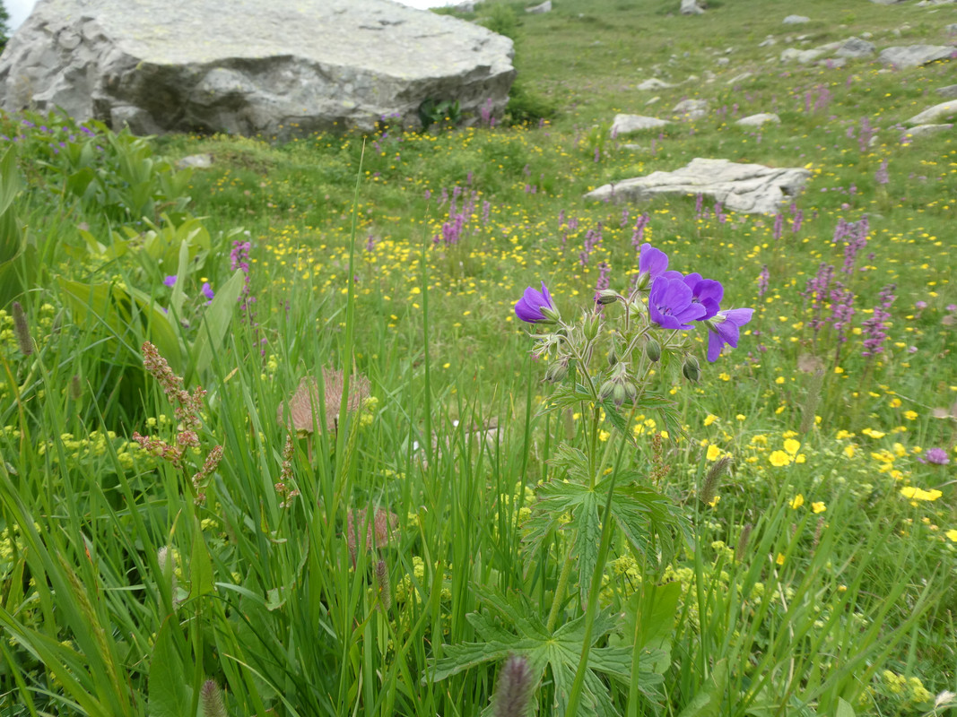 P1000627
