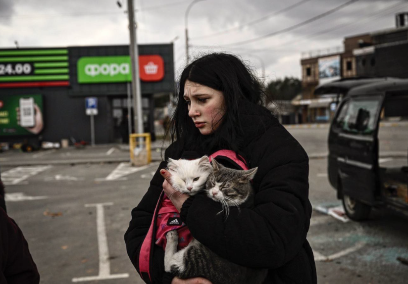 Mascotas: las otras protagonistas de la guerra en Ucrania