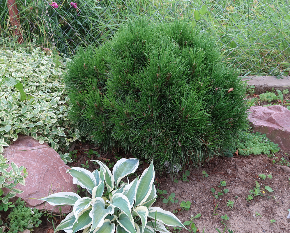 Сосна Pinus mugo Varella_2021.06.29
