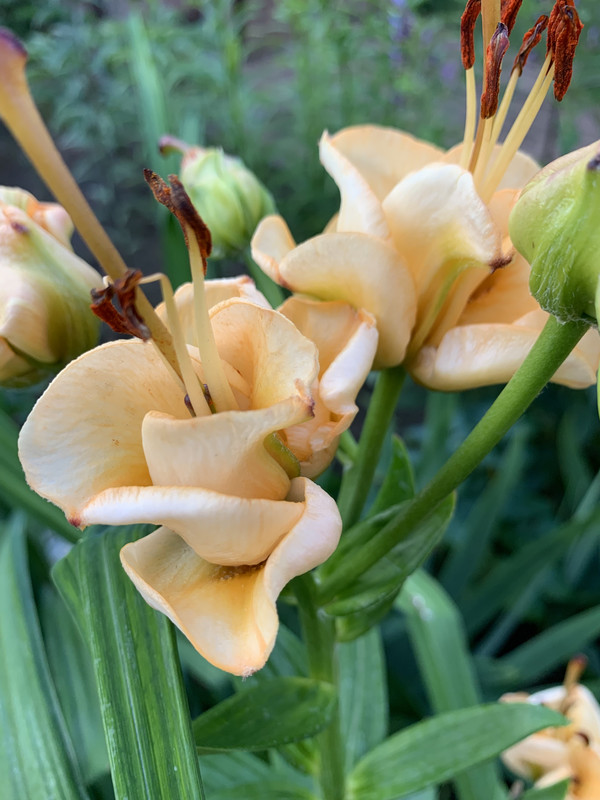 ACB8EF9B-46A2-46B6-A675-E0F65F6A7725