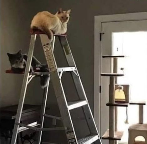 [Linked Image]