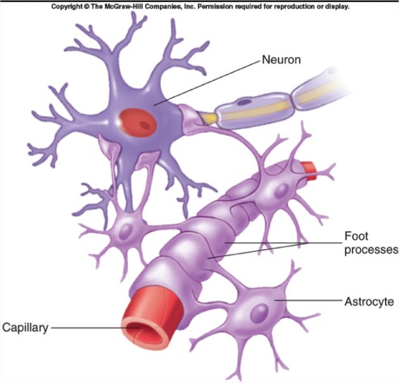 astrocyte - Ecosia - Google Chrome