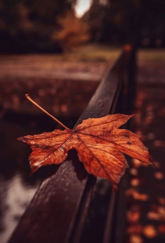 Screenshot_20231113_004838_Pinterest