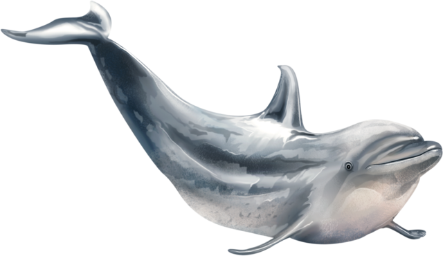 MD-Bonus1b19a88d03cc2572