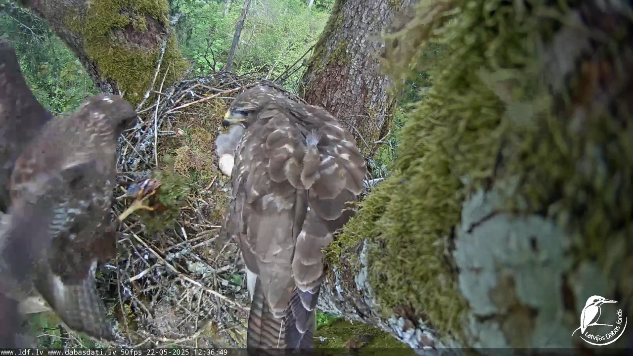 Melnās klijas (Milvus migrans) Kurzemē_ peļu klijāni (Buteo buteo) 14-14-19 screenshot (1)
