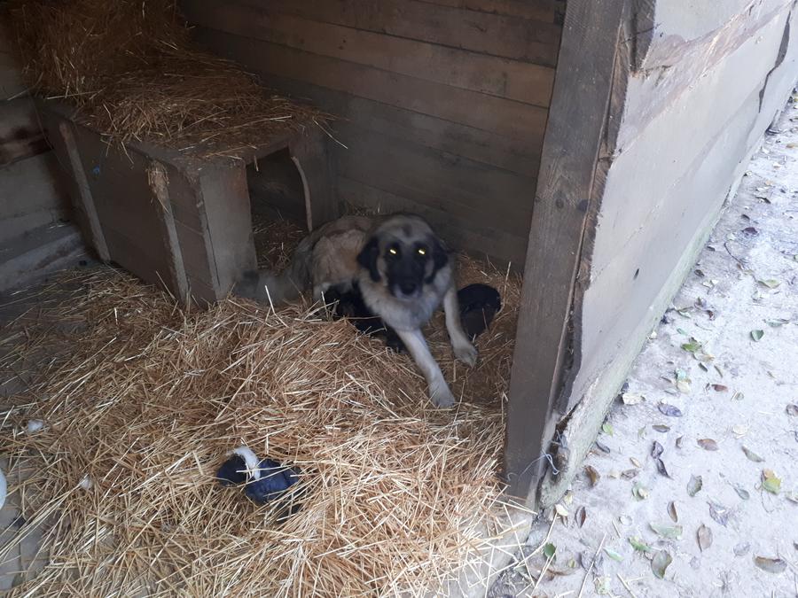 Slika
