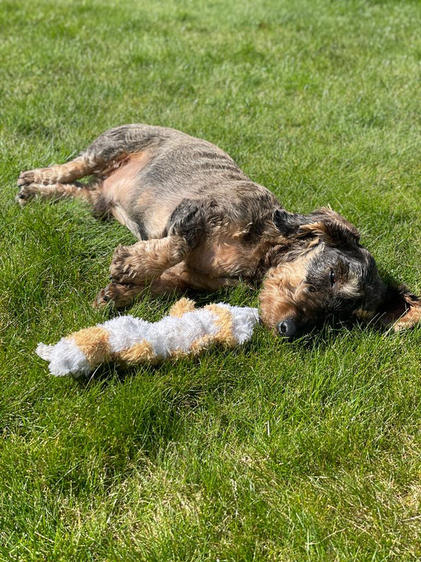 [Image: 988-EDBD6-65-F2-46-C7-80-B7-D7-C3200-F8-ADC.jpg]