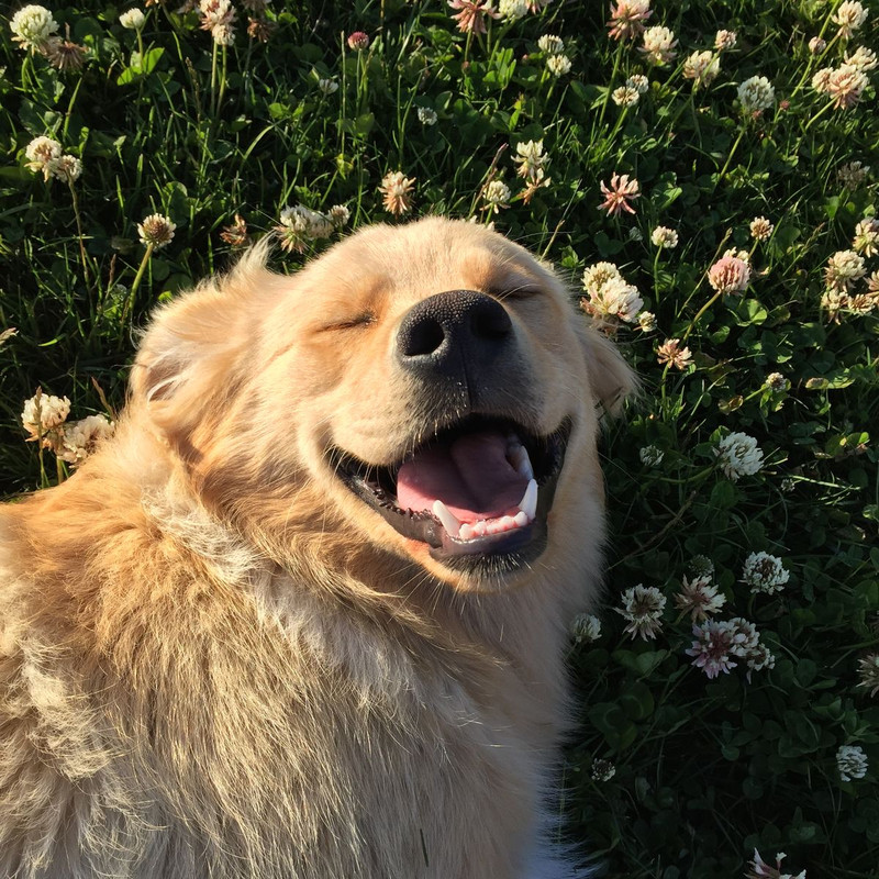 golden retriever laying in a meadow