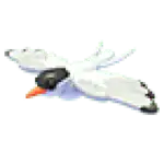 Arctic Tern