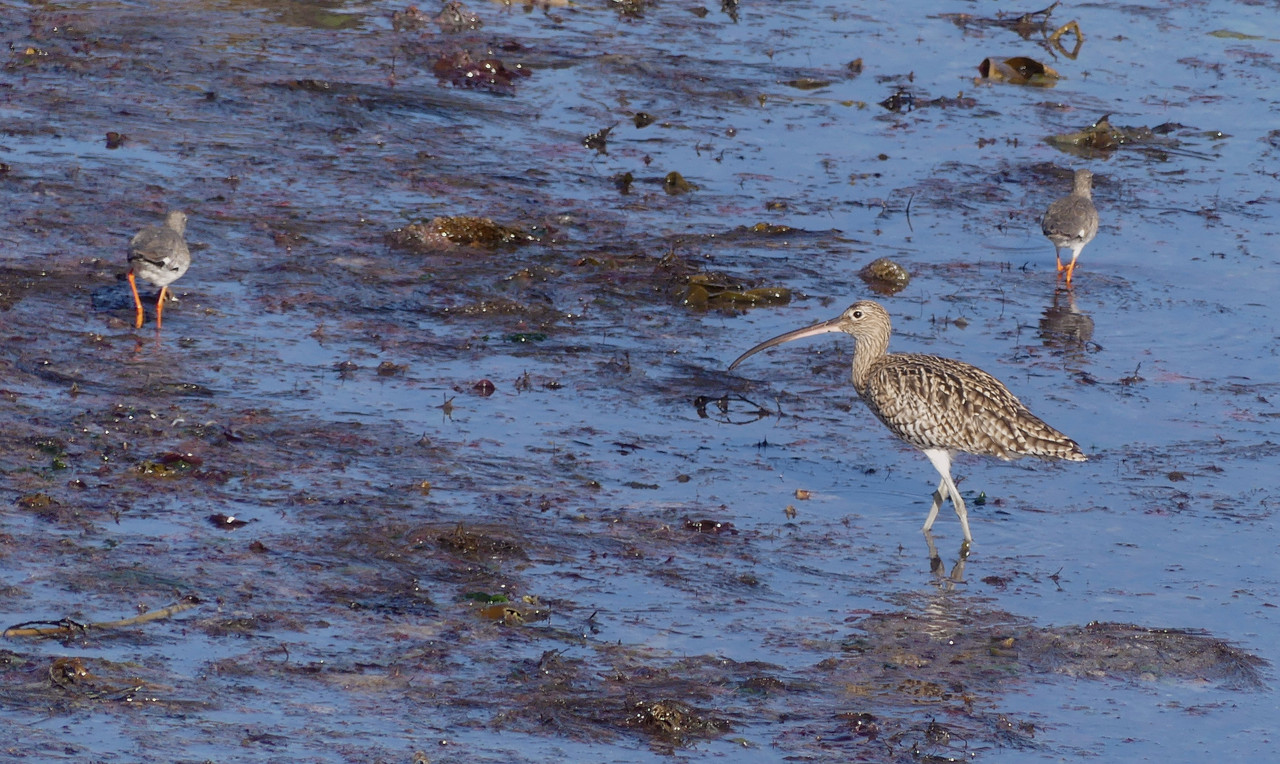 CURLEW 1 260724