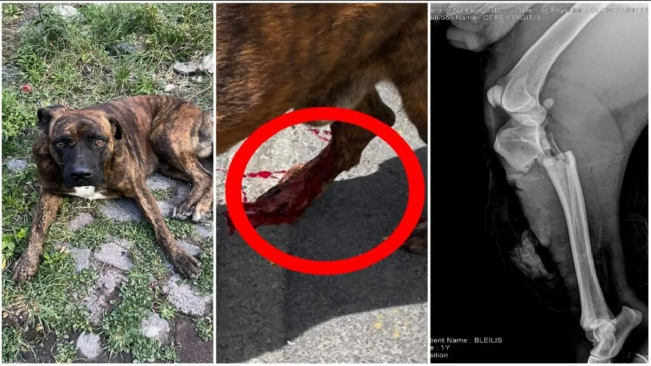 Mujer motociclista atropella a perro y huye en CDMX, llevaba a su hijo sin casco