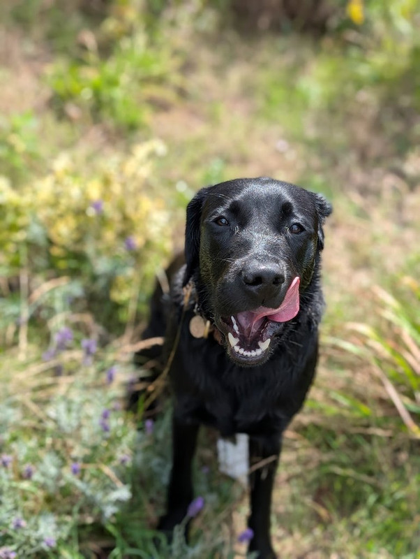 Happy dog